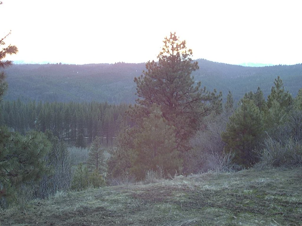 From Lacey's grandparent's home in Idaho City