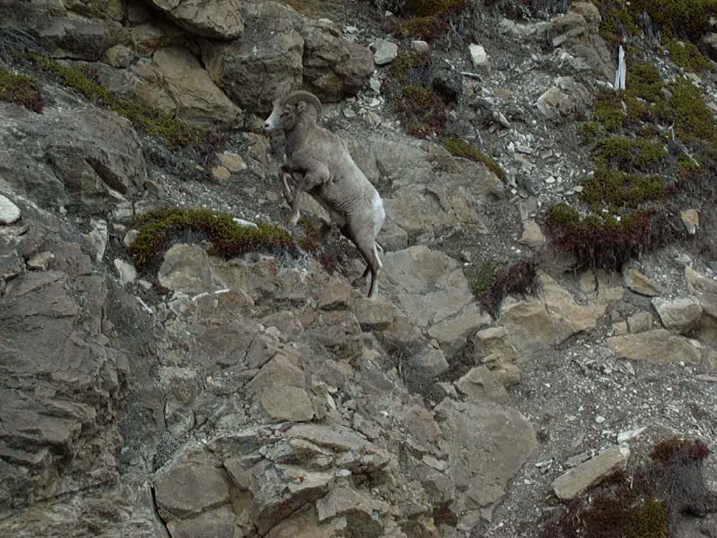 Bighorn Sheep seen from Icefield Parkway in the Canadian rockies