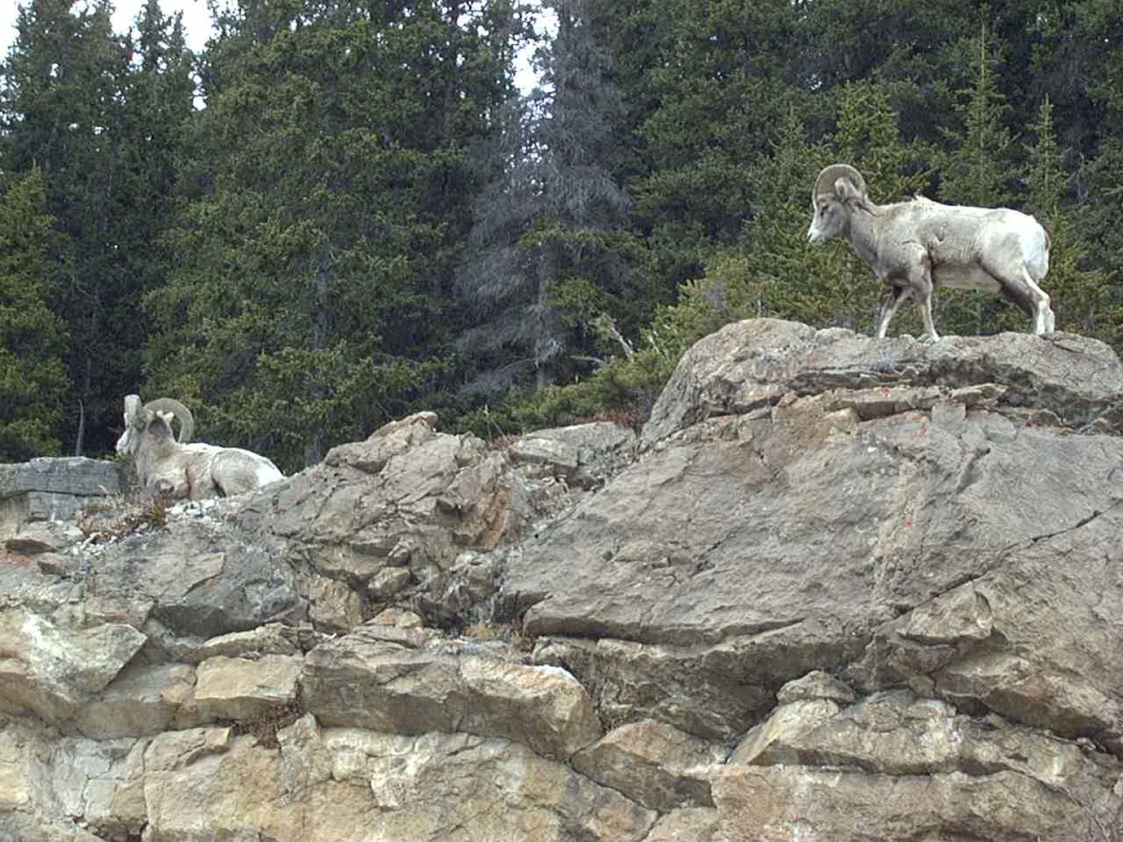 Bighorn Sheep seen from Icefield Parkway in the Canadian rockies