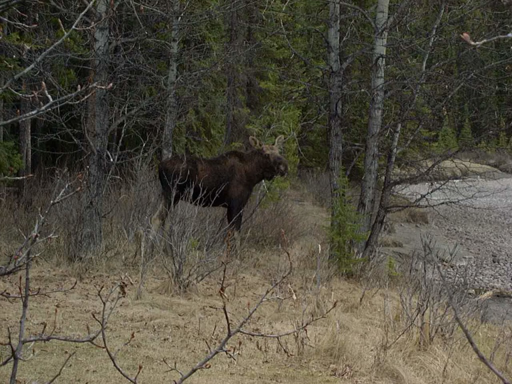 Moose seen from ice field parkway