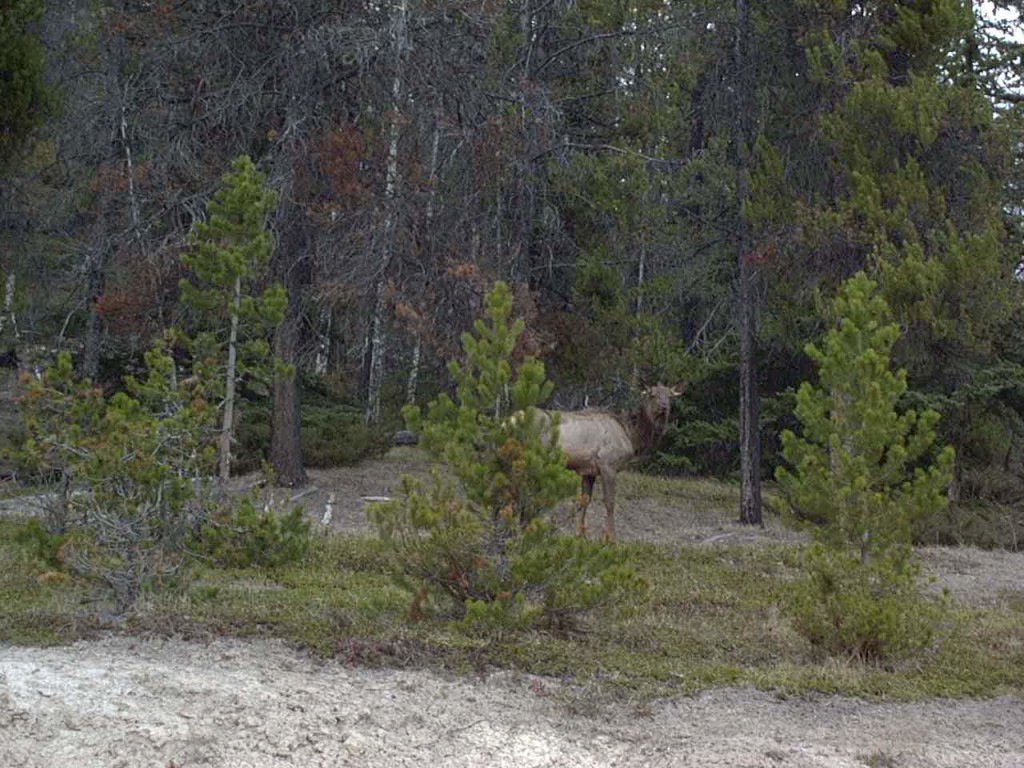 Moose seen from Icefield Parkway in the Canadian rockies
