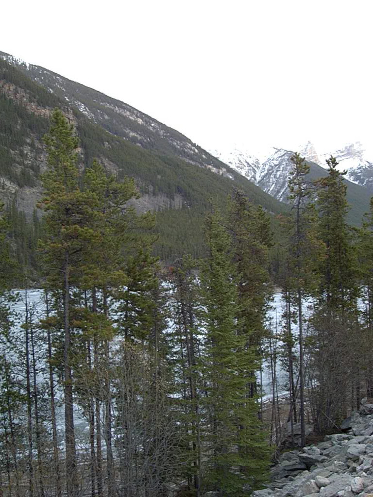 Near Jasper