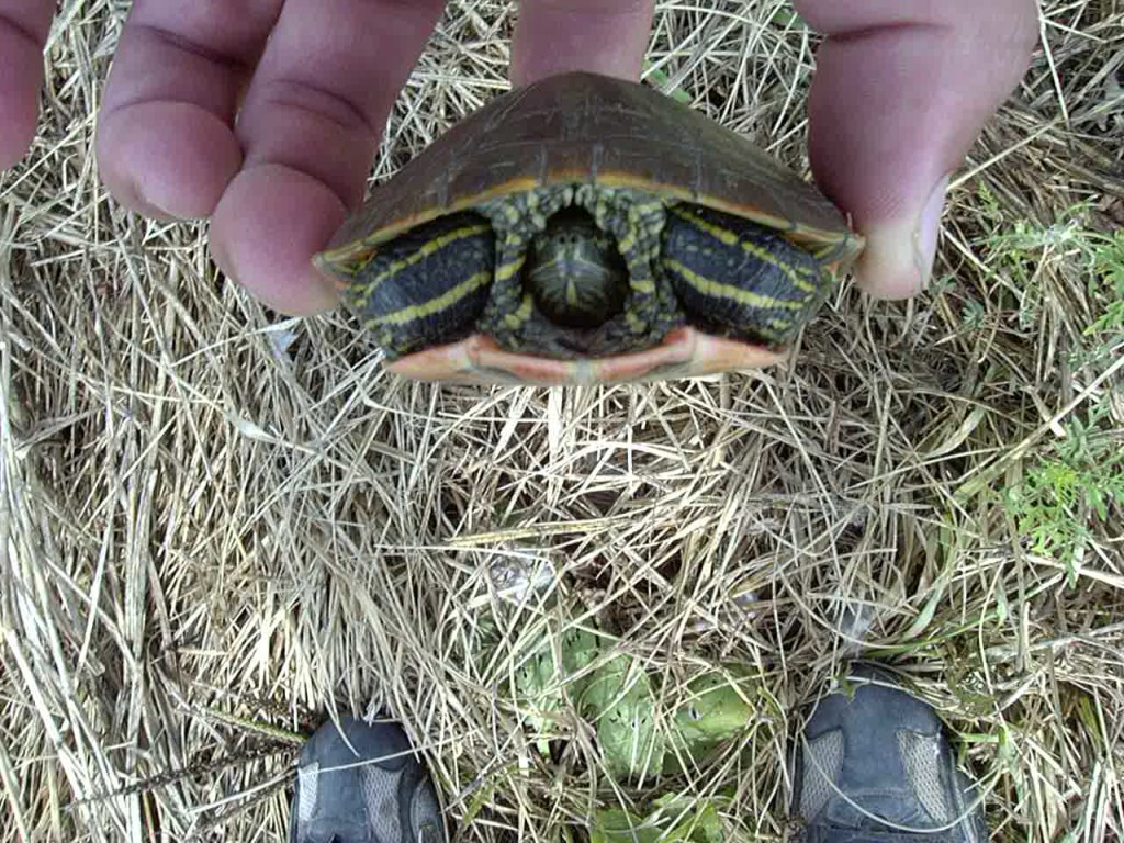 Found in Missouri.