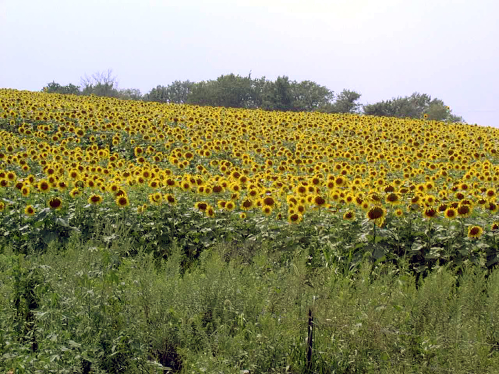 Sunflowers