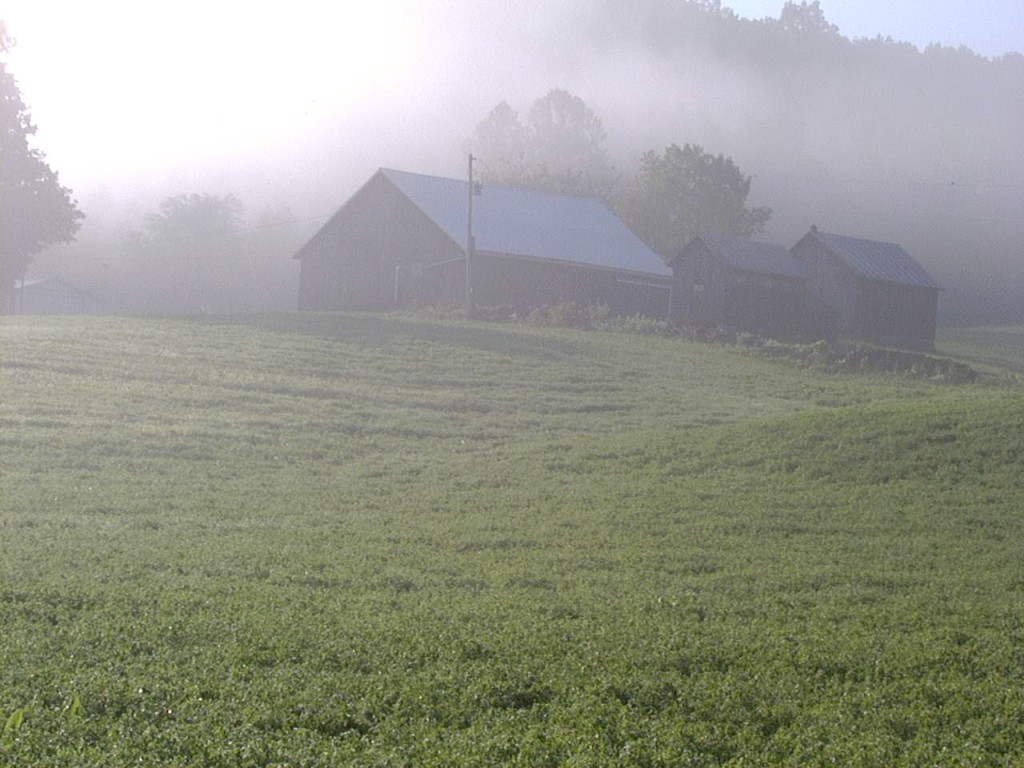 Misty Morning Fog