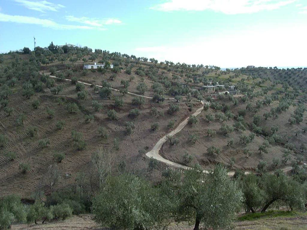 Olive trees in Spain