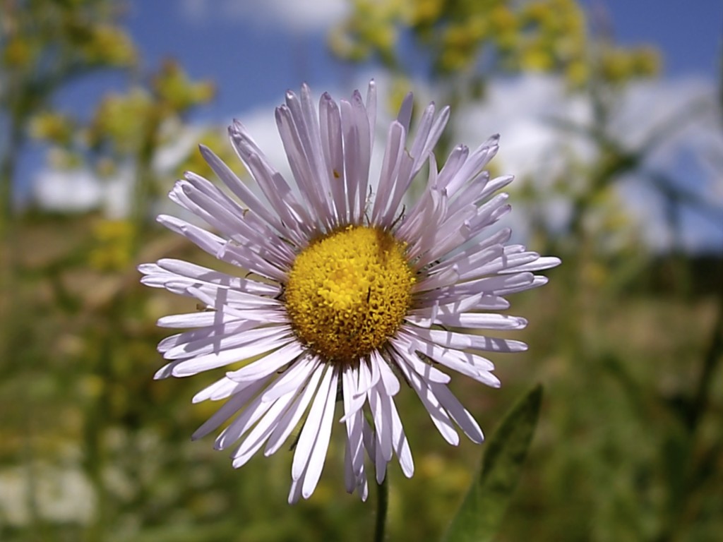 IMGP4534.JPG