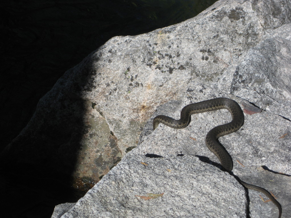 We were surprised to see a water snake swimming along