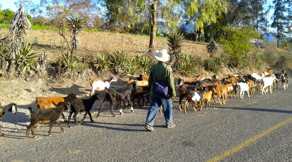Livestock in the road, frequently seen riding through Mescal country.