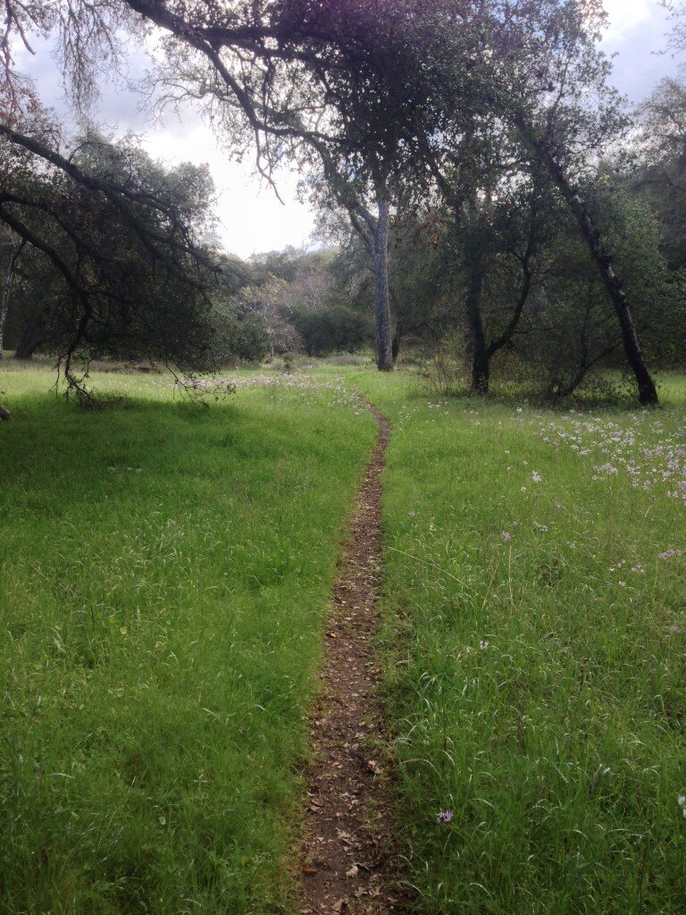 The Trout Creek trail near the trailhead (at the intersection with Hi-Mountain Road). The Trout Creek Trail is clear and open for the first couple miles, but becomes overgrown as you work your way East. Best time to visit is in the winter.