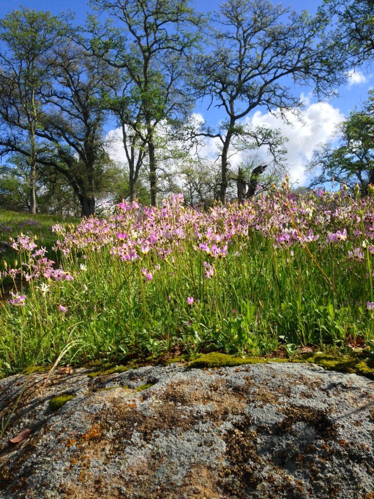 The shooting stars were abundant on the Trout Creek Trail.