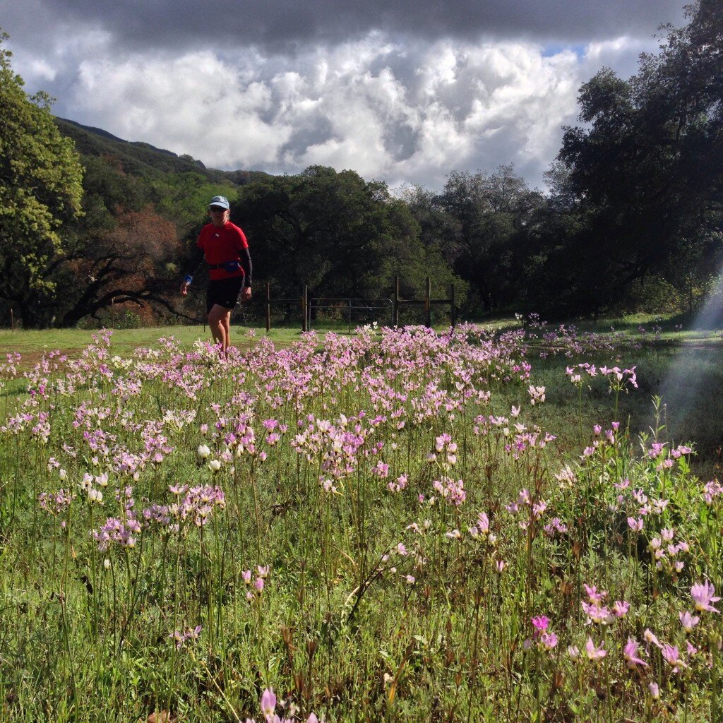 Carpets of Shooting Stars at the Trout Creek Trailhead