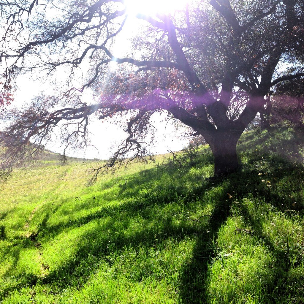 Beautiful Oaks seen along the Trout Creek Trail.