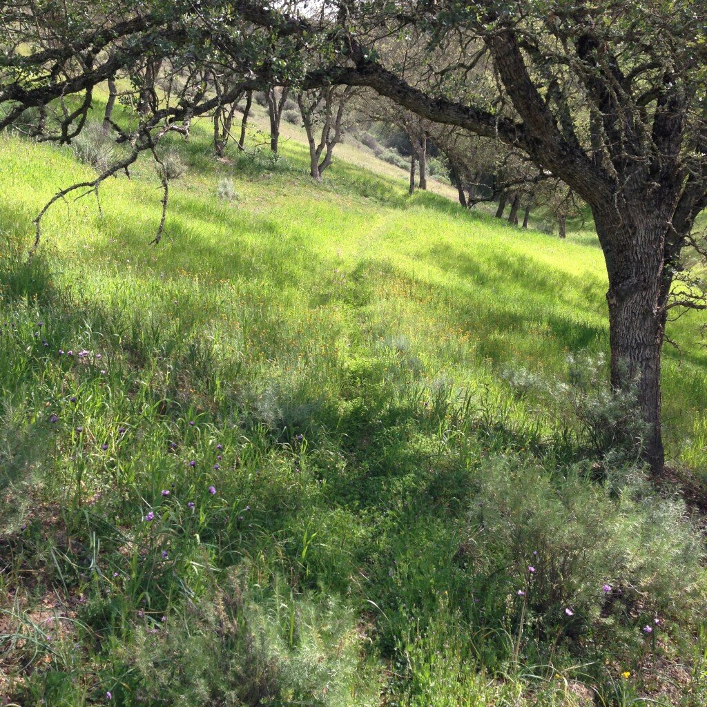 The lower portion of the trail near the campground is overgrown with grass, but not badly.