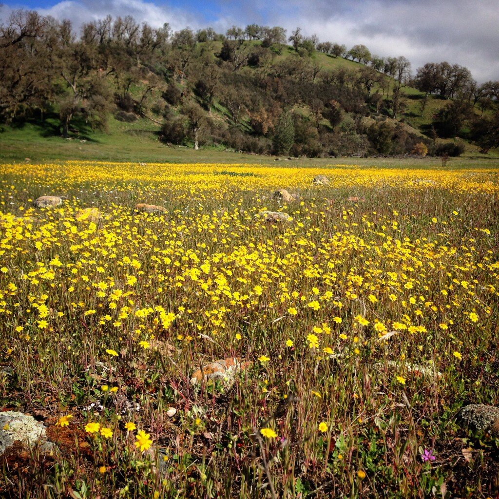 Goldfields (flowers)