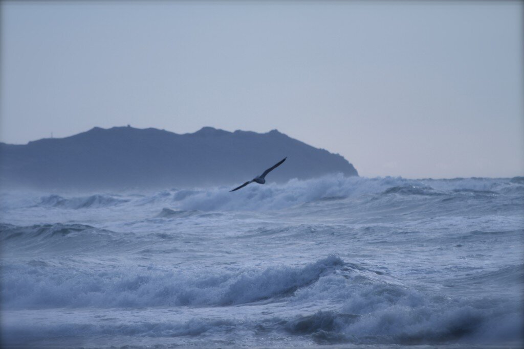 It is amazing to me how precisely the gulls can fly over the waves without getting hit by the water.