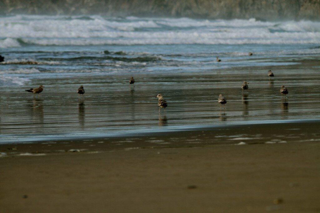 Sandpipers