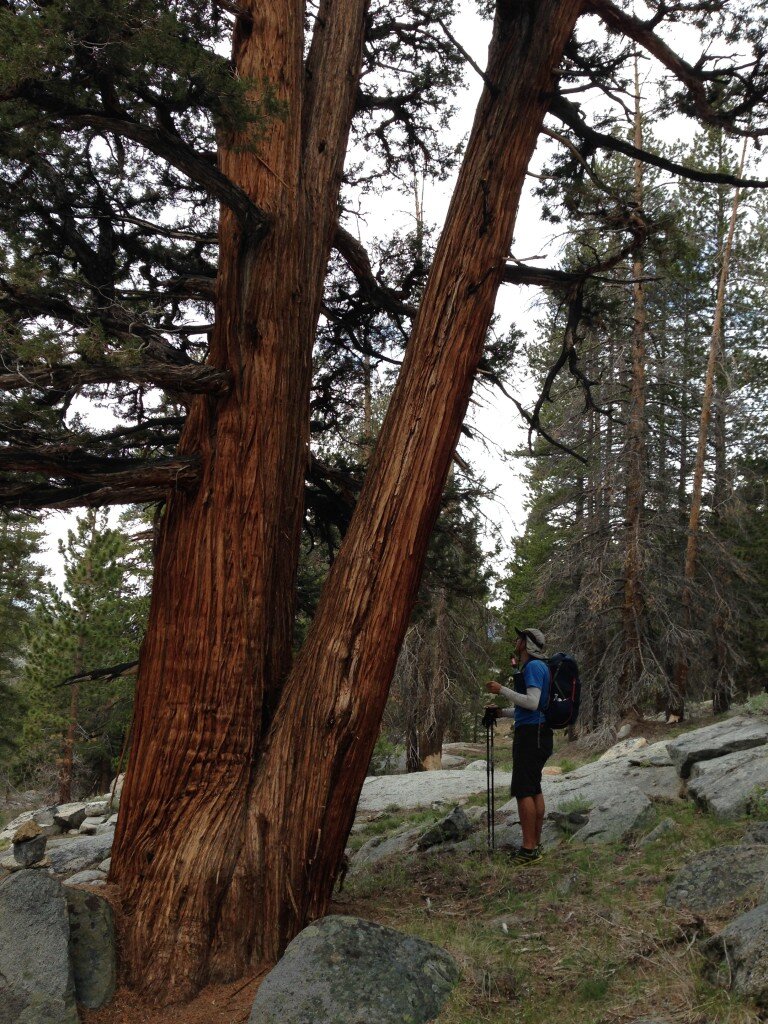 Giant Sequoias