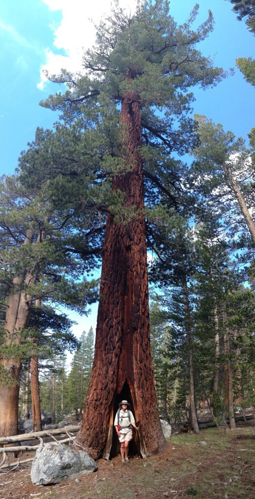 Giant Sequoia