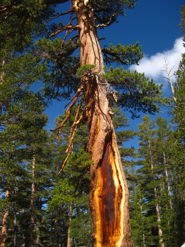 Giant Sequoia