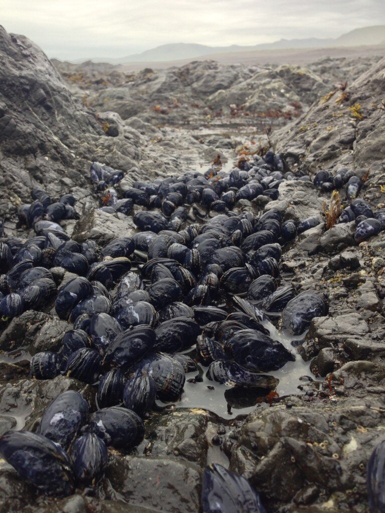 Mussels on Lost Coast