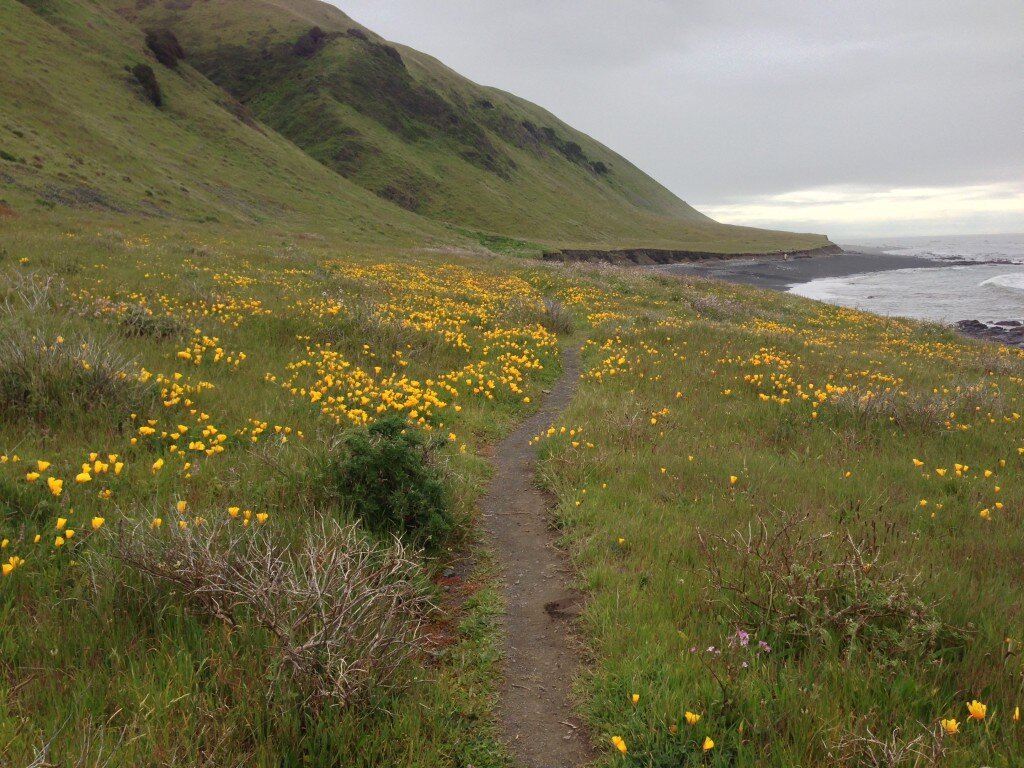This was my favorite section of the trail! Smooth sailing, and beautiful poppies everywhere!