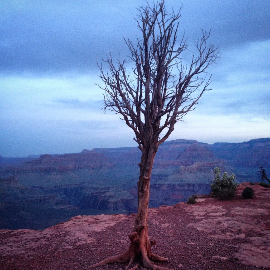 Tree near Cedar Ridge