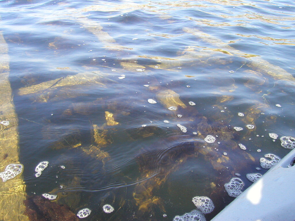 There are submerged Oyster cages in the shallow water that you will be paddling through.   You will need to be careful as you glide over them.  The presence of these cages may change with Johnson Oyster Farm loosing it's lease to the land.  