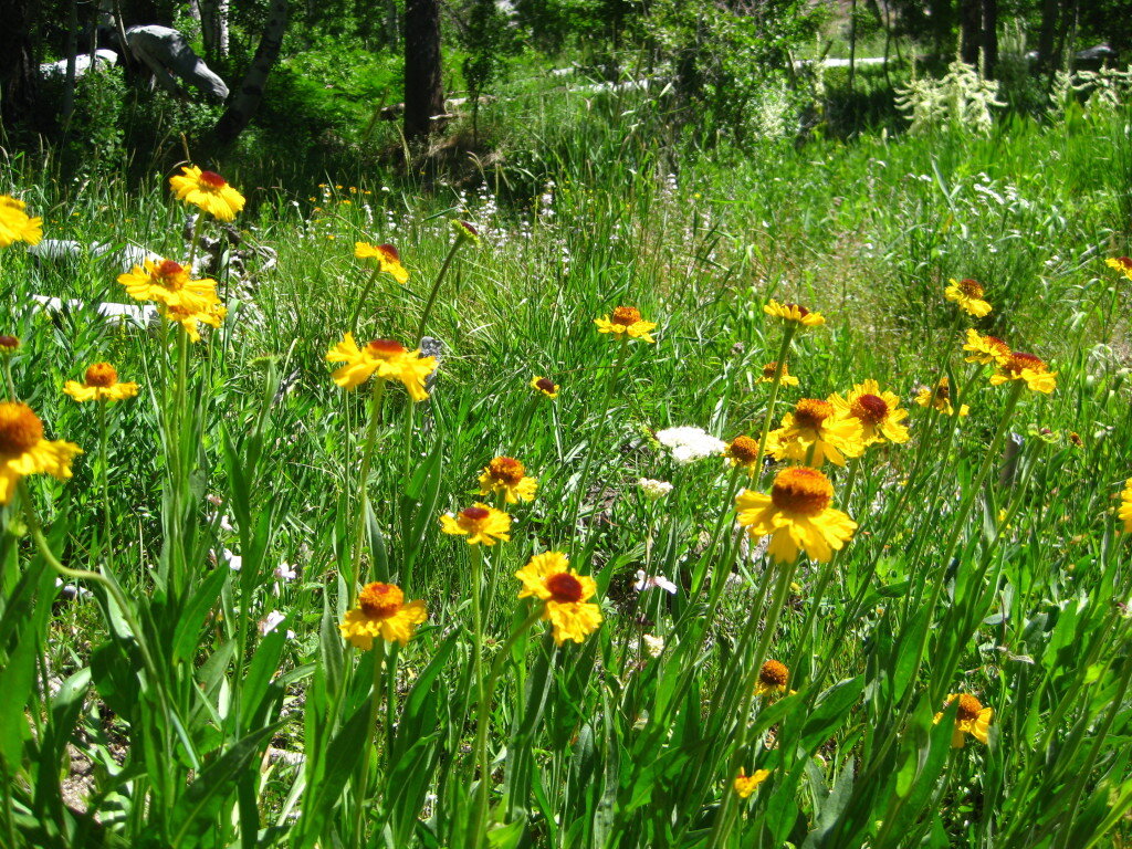Lots of flowers in Blue Canyon