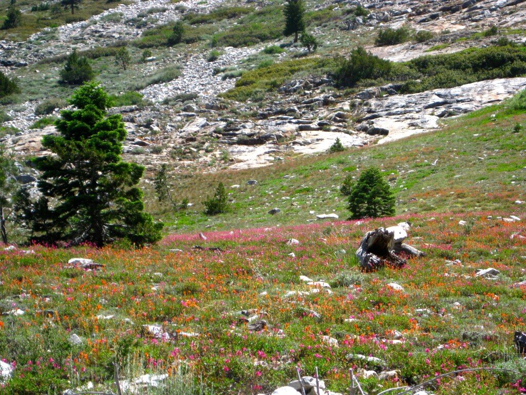 Before you reach Blue Lakes, you will encounter stunning meadows of color.