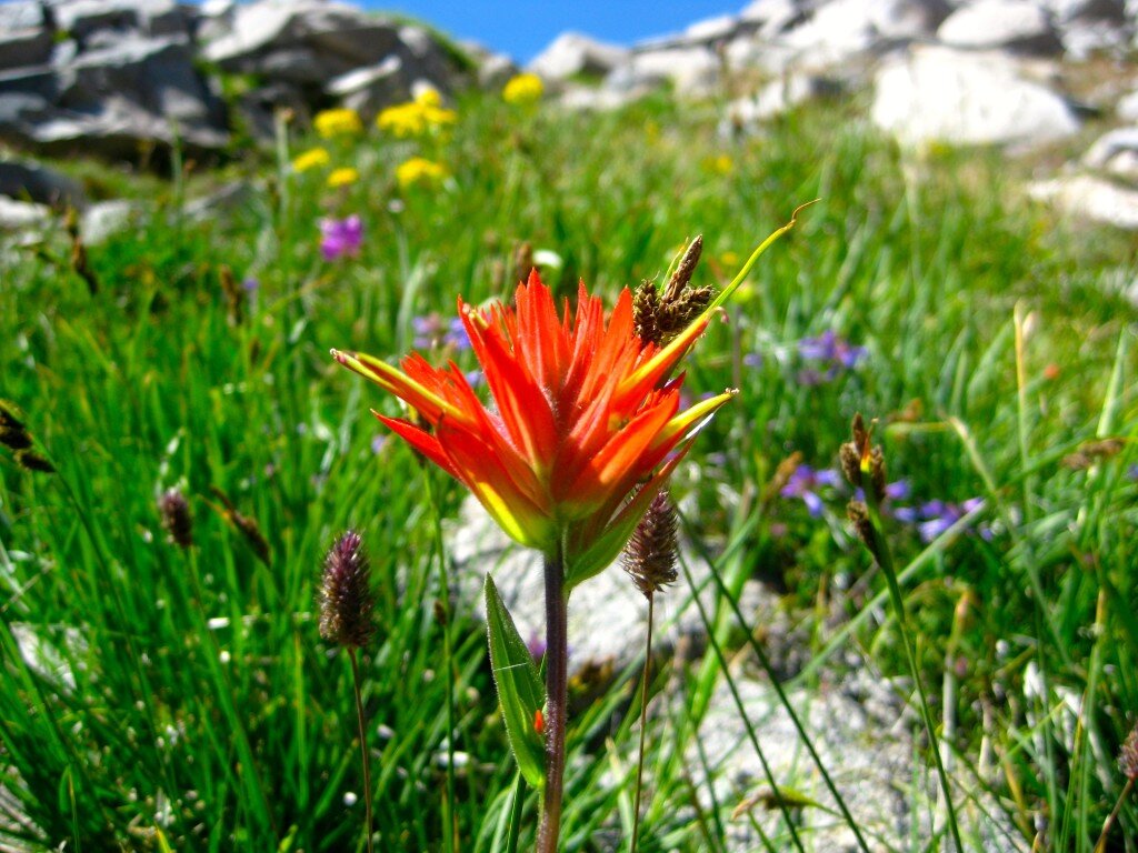 The flowers are being generous on the way up Finger Peak Pass!