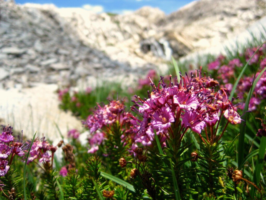Great flowers and waterfalls seen near Chasm Lake.