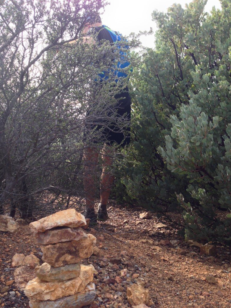 The middle portion of the Three Peaks trail is pretty overgrown. The route is fairly clear most of the way, but there are some dense stands of mountain mahogany and ceanothus.