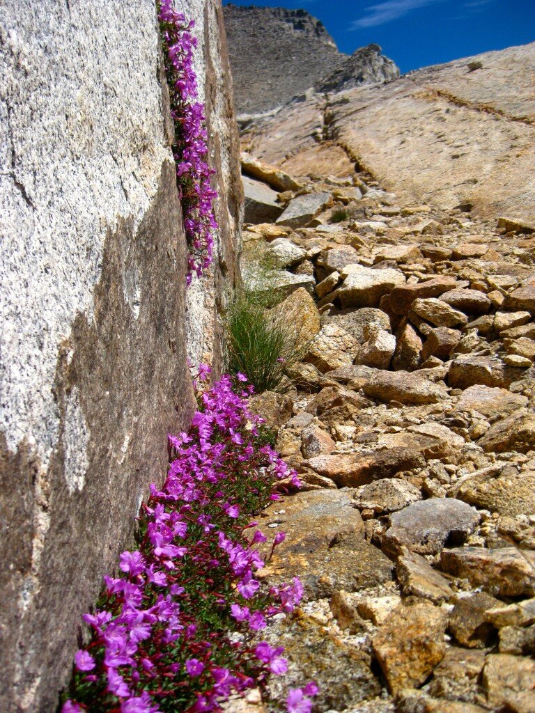 Some flowers I encountered while ascending Potluck Pass 