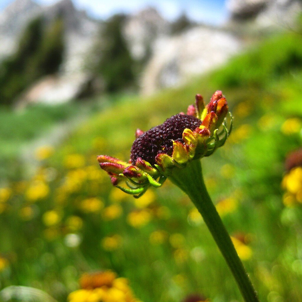 The flowers were beautiful ascending Nancy Pass
