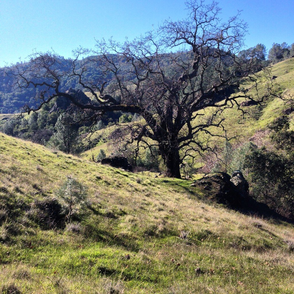 Wonderful Oaks along the Spruce Creek Trail