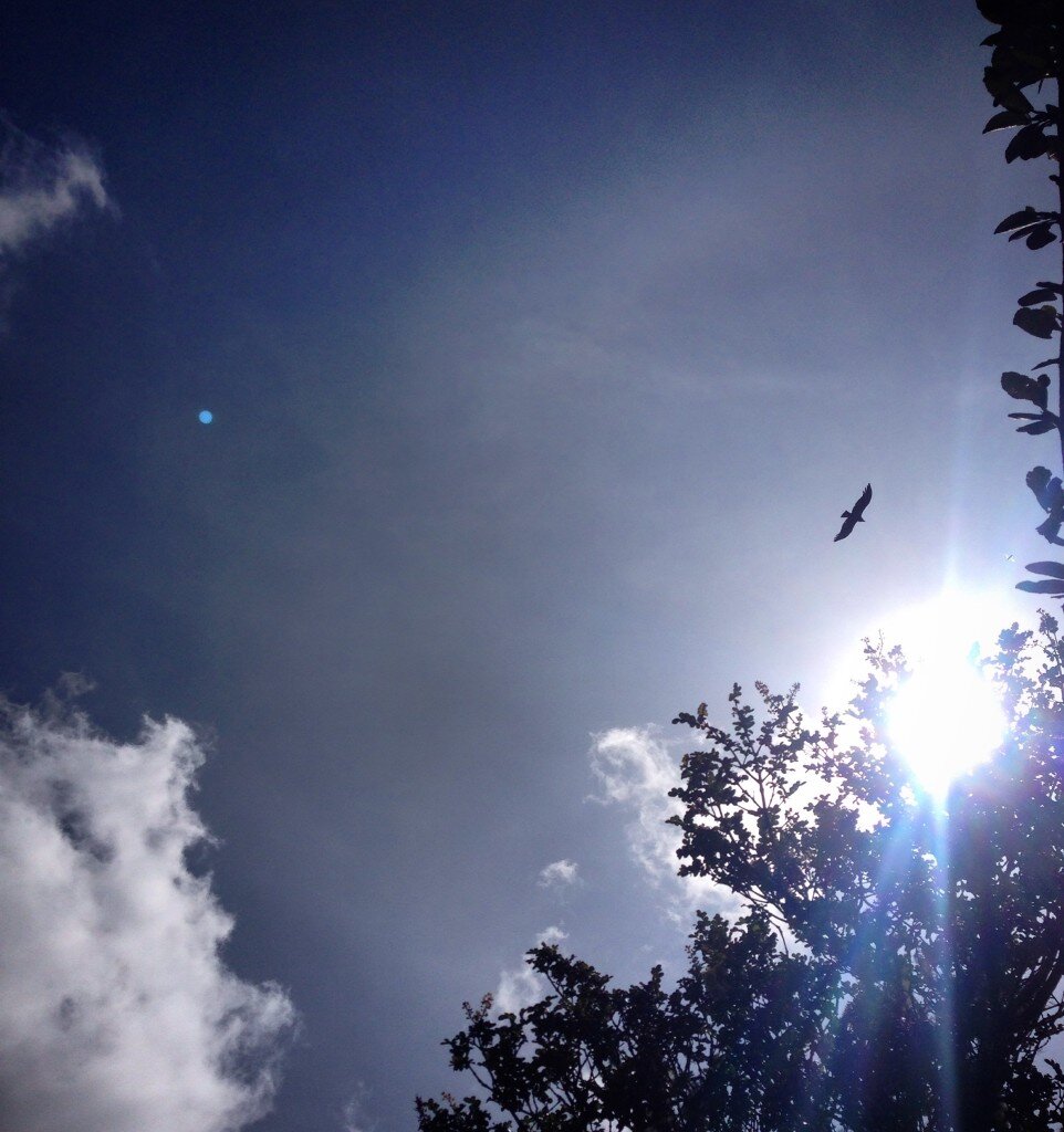Majestic Andean Condor!