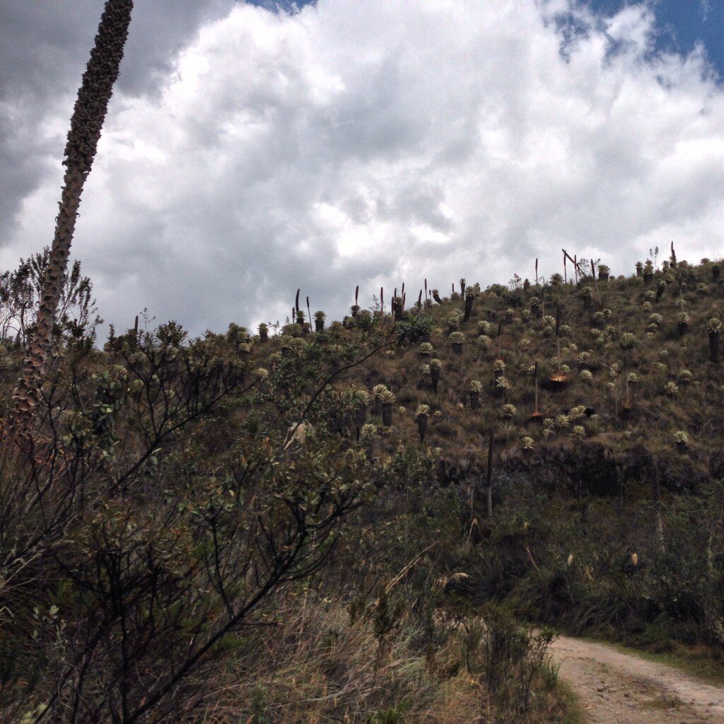 The paramo at El Ángel - from the ranger station, you can do a hike up to a high elevation lagoon.