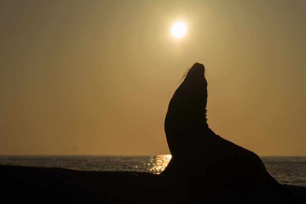 Galapagos Sea Lion (Photo Courtesy of Fu-Chyun (Clay) Chu)