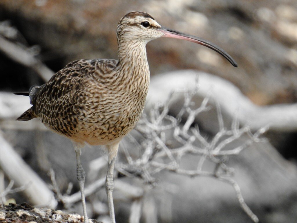Whimbrel (Photo Courtesy of Fu-Chyun (Clay) Chu)