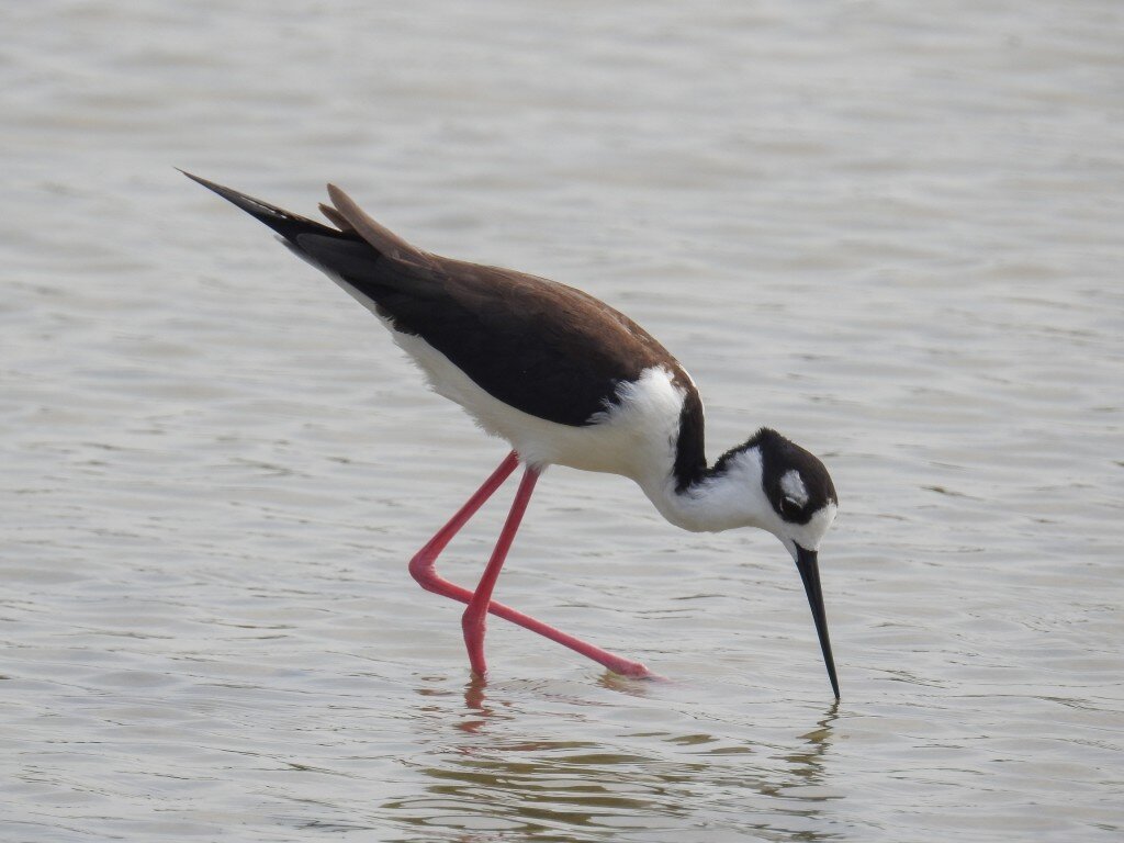 Black necked Stilt (Photo Courtesy of Fu-Chyun (Clay) Chu)