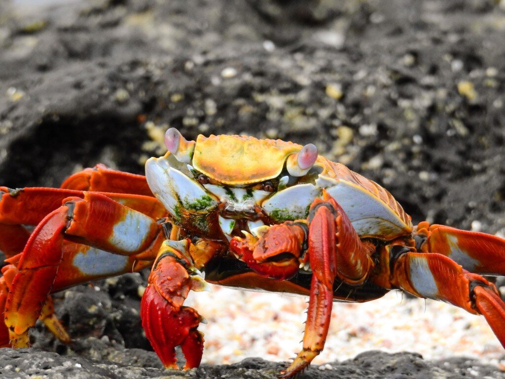 Sally Lightfoot Crab (Photo Courtesy of Fu-Chyun (Clay) Chu)