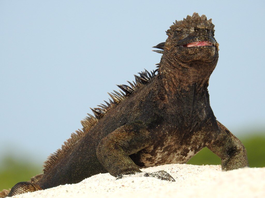 Marine Iguana (Photo Courtesy of Fu-Chyun (Clay) Chu)