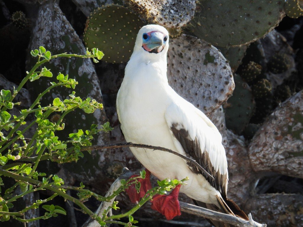 Red Footed Booby (Photo Courtesy of Fu-Chyun (Clay) Chu)