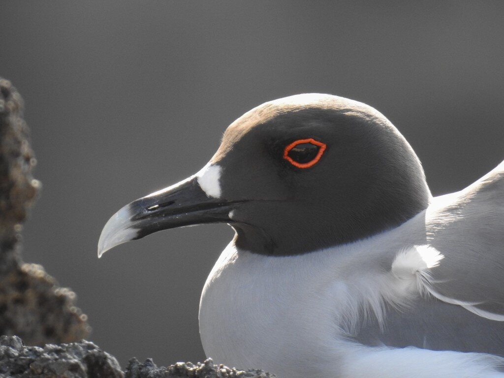 Swallow Tailed Gull (Photo Courtesy of Fu-Chyun (Clay) Chu)