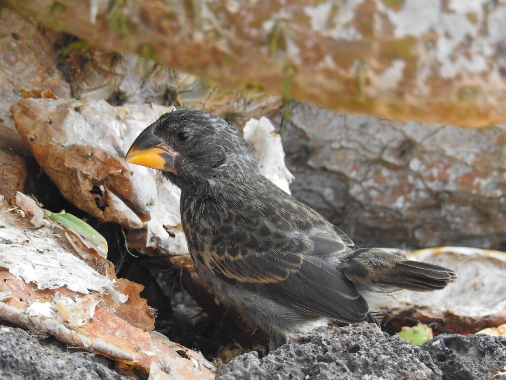 Large Ground Finch (Photo Courtesy of Fu-Chyun (Clay) Chu)
