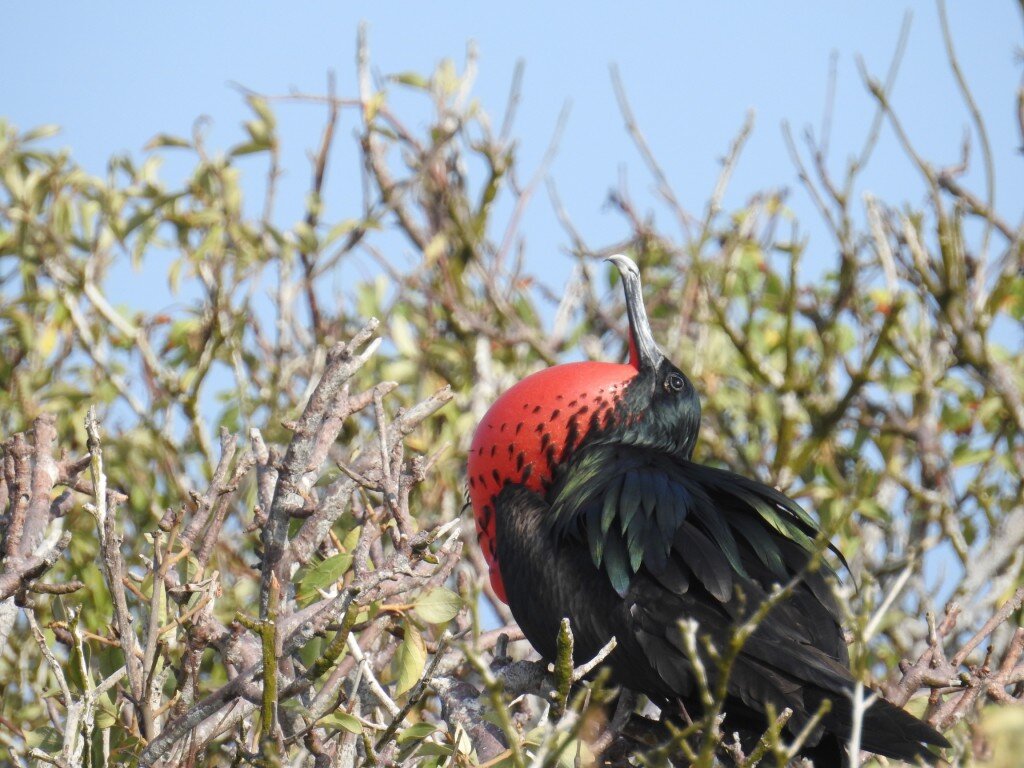 Great Frigatebird (Photo Courtesy of Fu-Chyun (Clay) Chu)