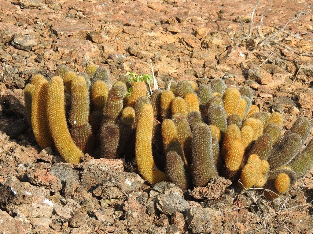 Lava Cactus (Photo Courtesy of Fu-Chyun (Clay) Chu)
