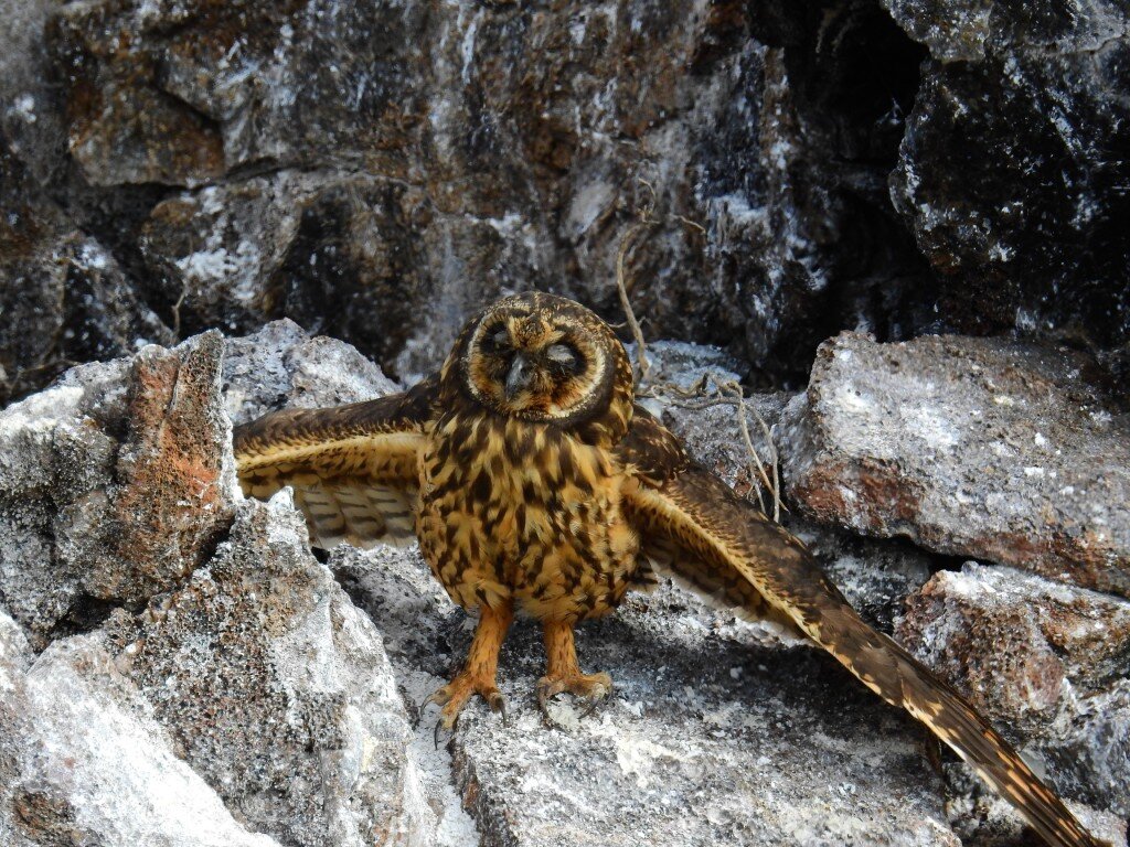 Short Eared Owl (Photo Courtesy of Fu-Chyun (Clay) Chu)