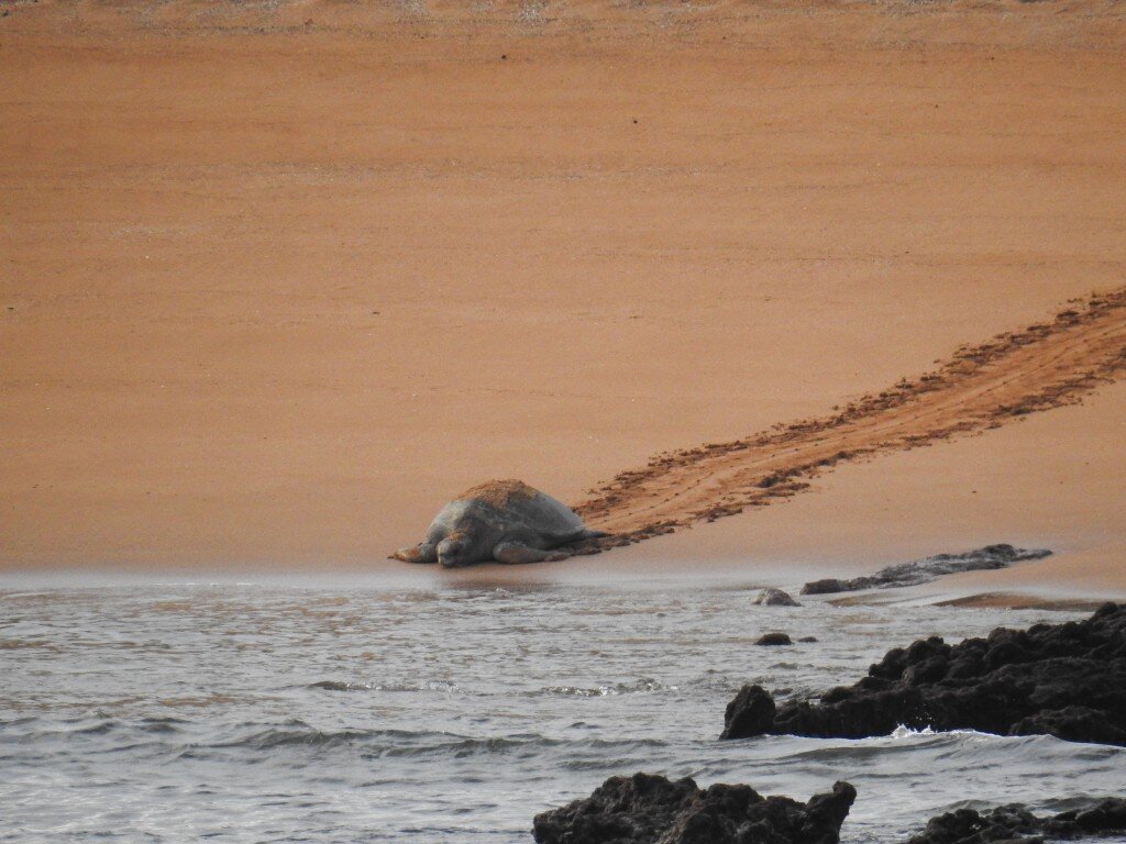 Galapagos Green Turtle (Photo Courtesy of Fu-Chyun (Clay) Chu)
